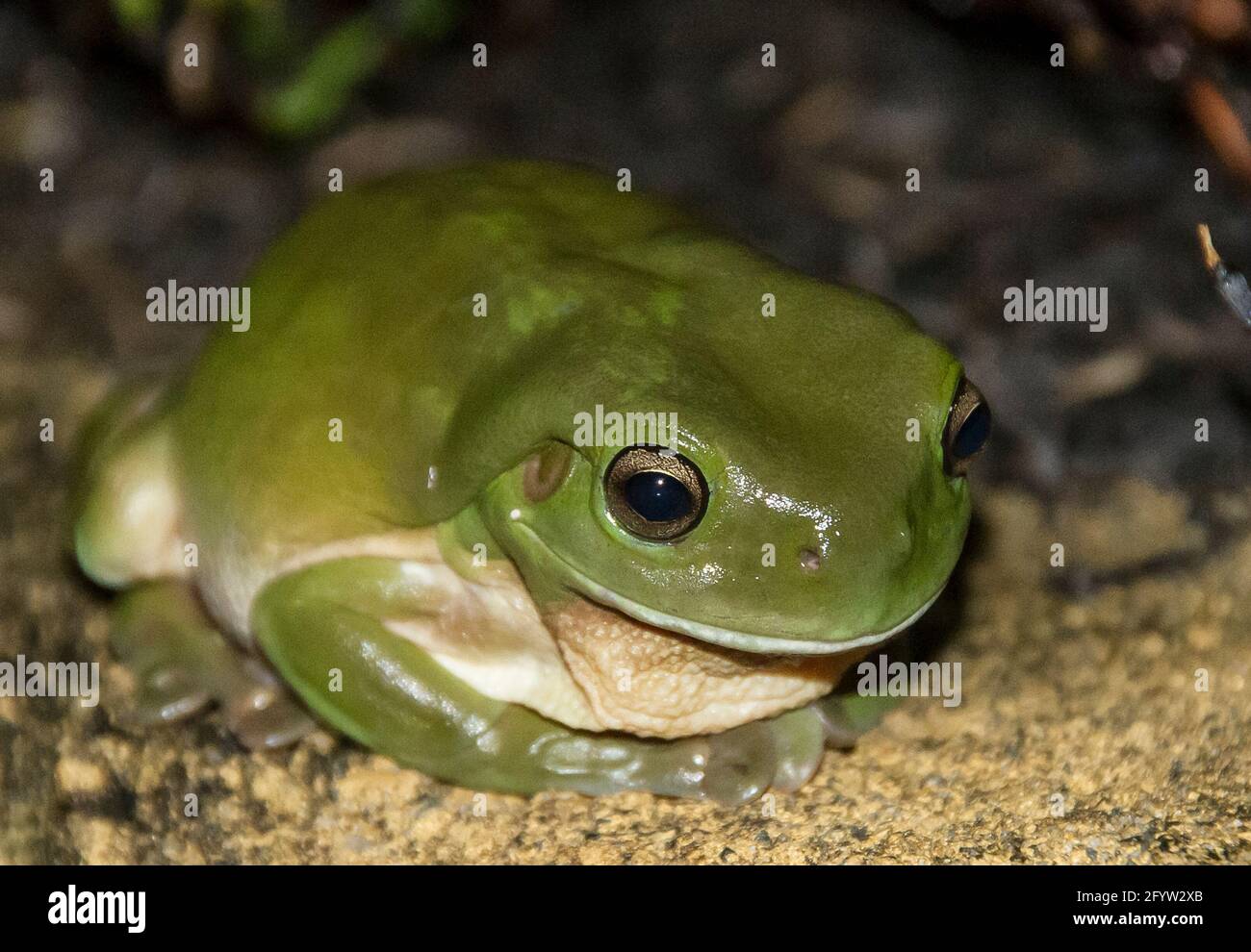 Large Australian Green tree frog (dumpy tree frog, Whites tree frog) Ranoidea caerulea. Bright, shiny frog in a Queensland garden at night. Stock Photo