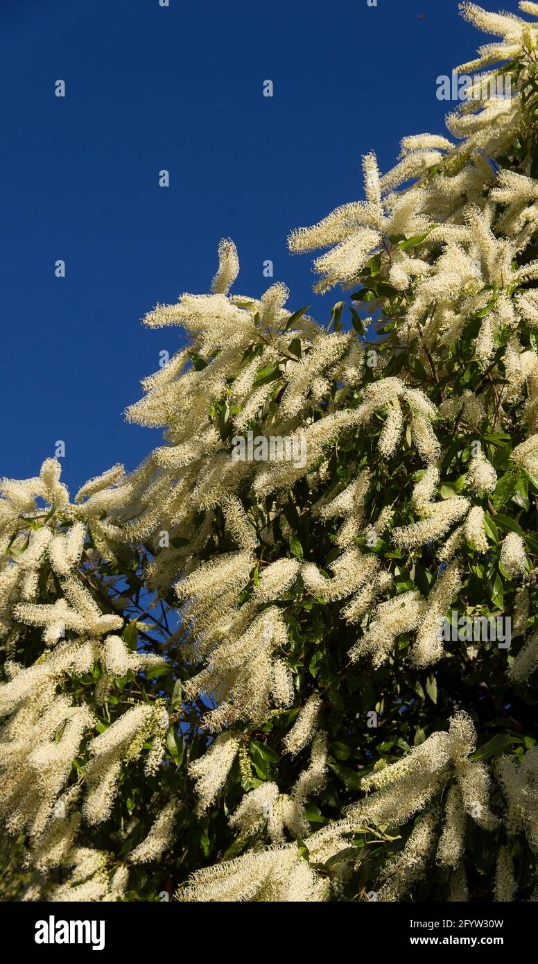 Dense drooping racemes hires stock photography and images Alamy