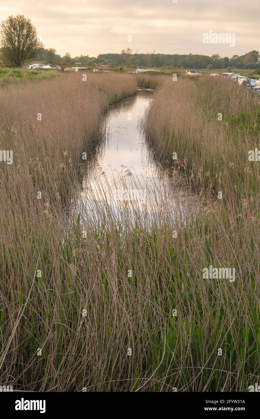 A view of a dyke with norfolk reeds either side leading to the river Ant with hire boats tied up in the distance Stock Photo