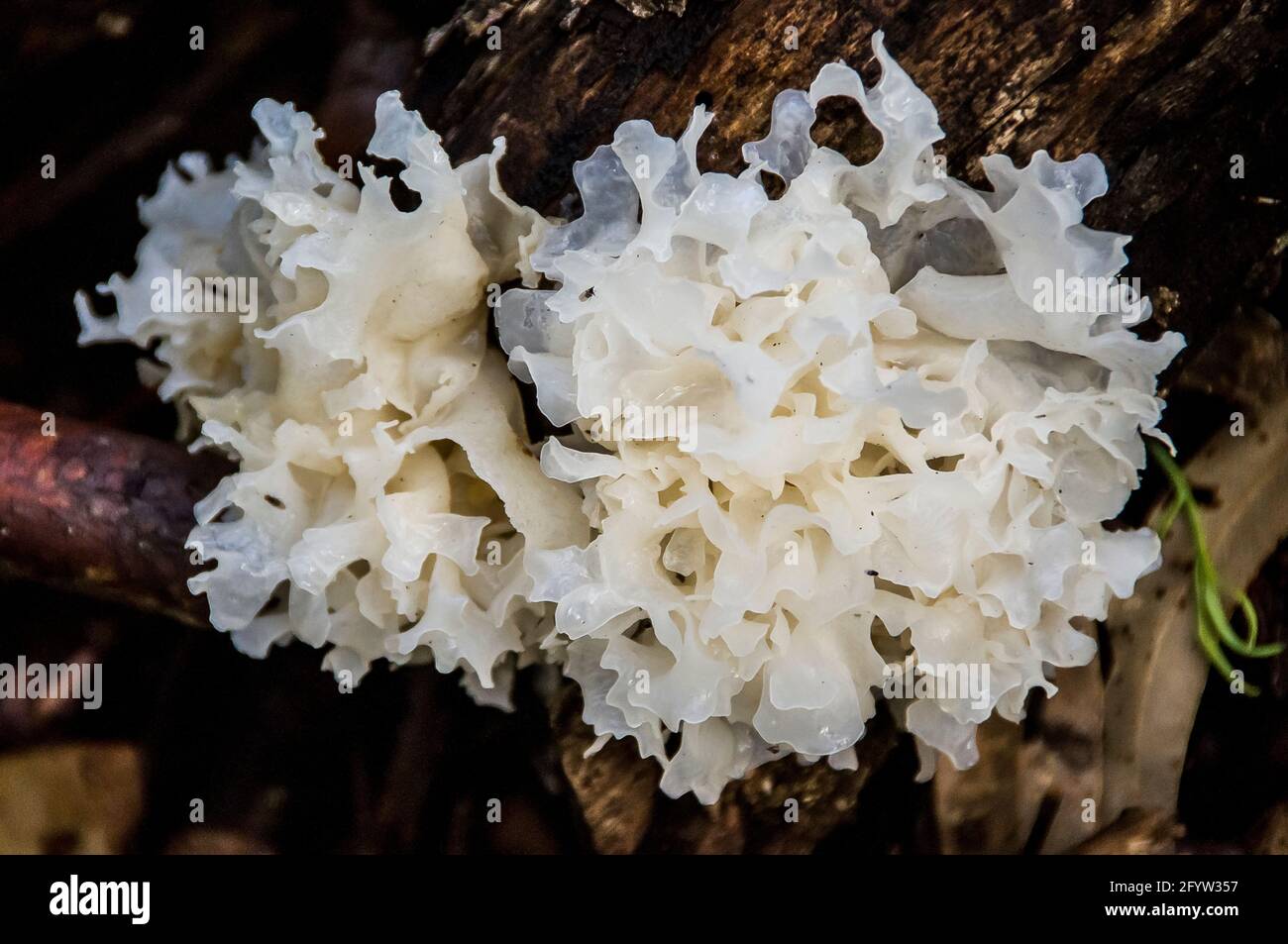Wild Brain fungus (tremella ficiformis, white jelly mushroom, silver