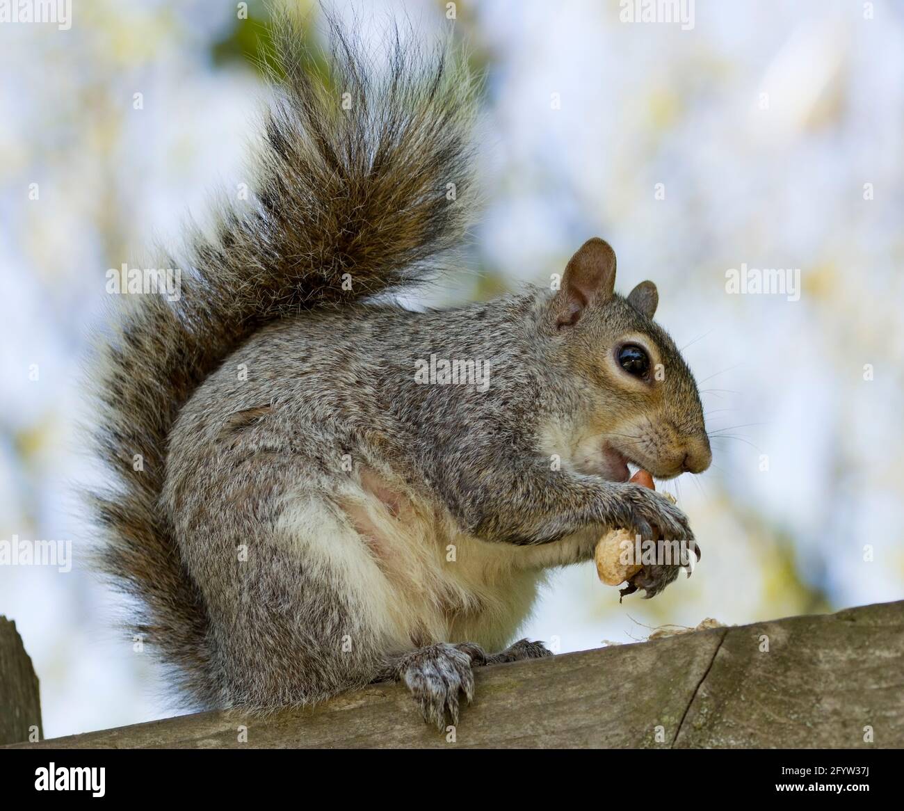 Introduced into the UK over a century ago the Grey Squirrel is a pest