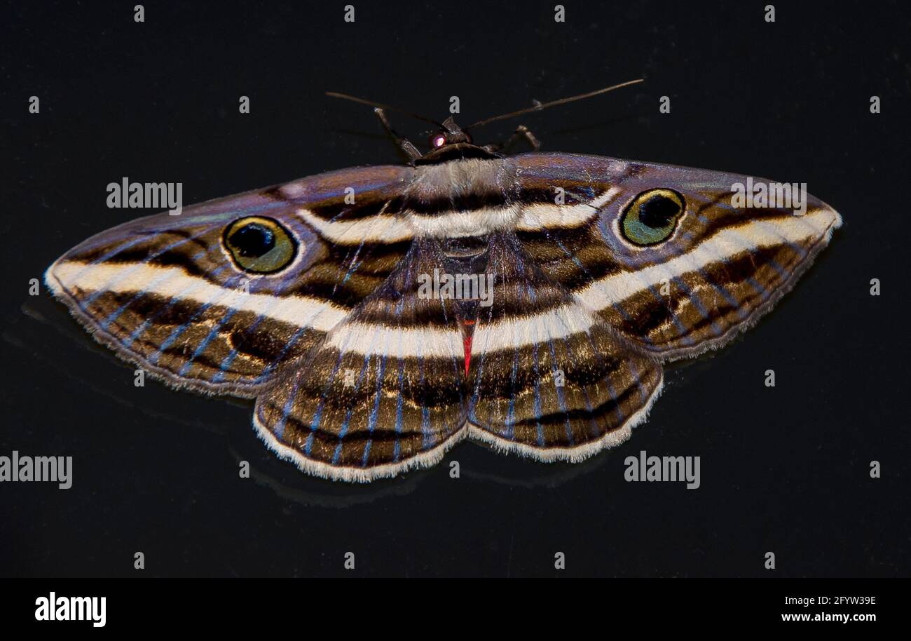 White banded noctuid moth, Donica orbigera, with eye-spots and teeth pattern on upper side of wings to deter predators. Tamborine Mountain, Australia Stock Photo