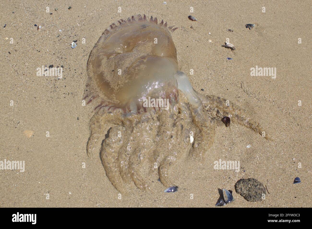 An overehad shot of a dead fire jellyfish on the sandy beach in the sand Stock Photo