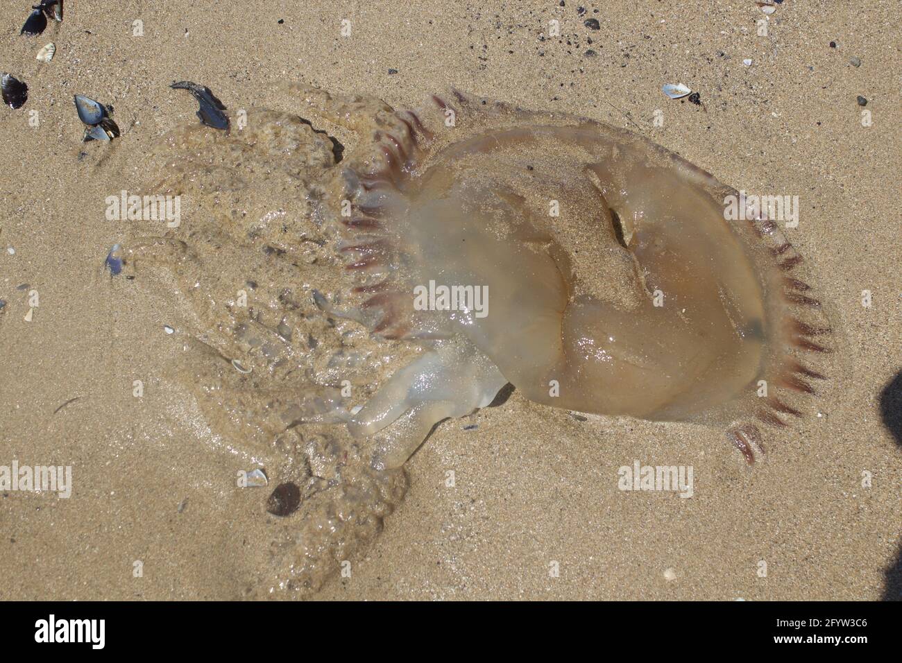 A high angle shot of a dead fire jellyfish on the sandy beach in the sand Stock Photo