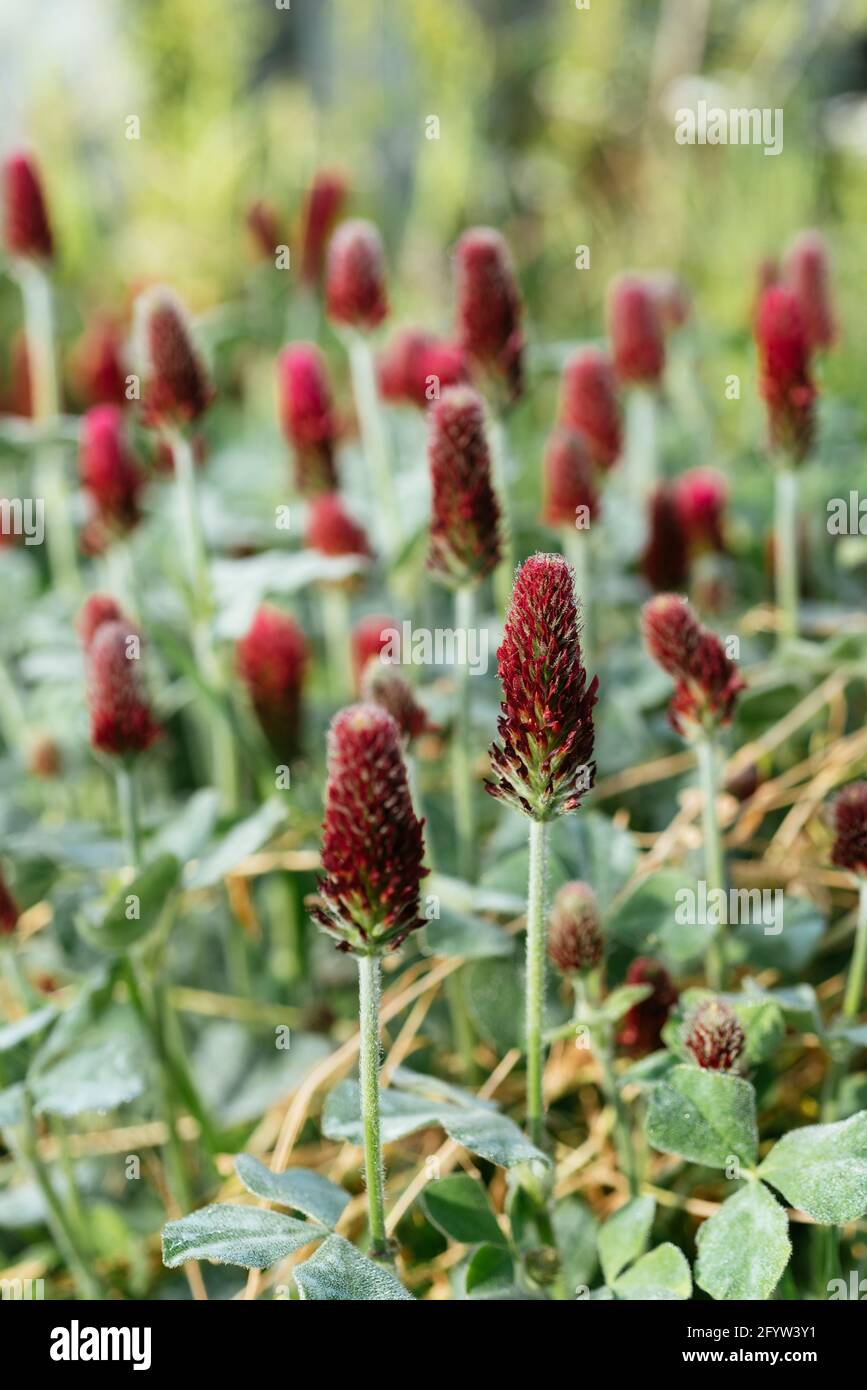 Flowering crimson clover (Trifolium incarnatum) as cover crop and green manure. Stock Photo