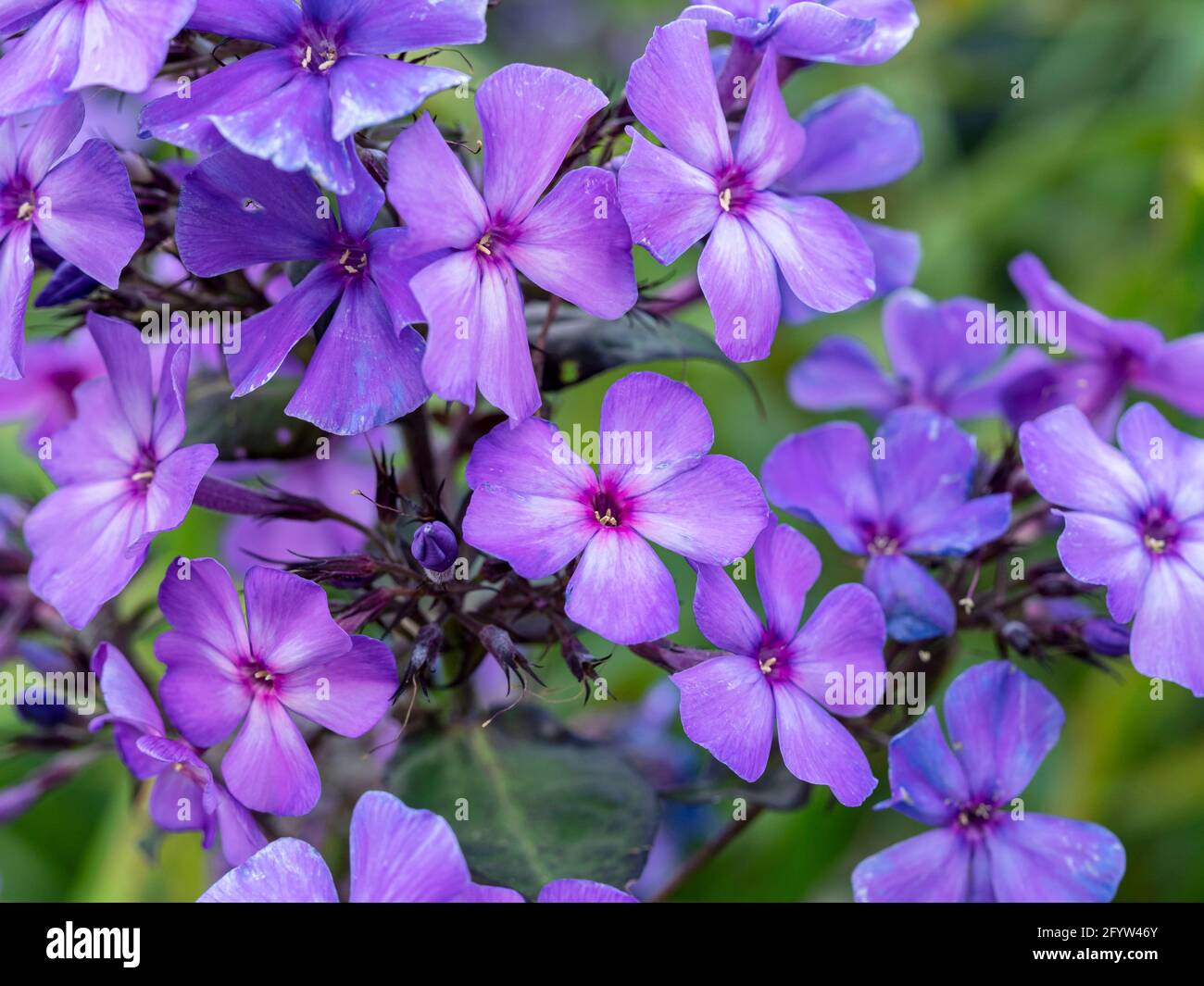 Purple flowers of Phlox paniculata Blue Paradise Stock Photo
