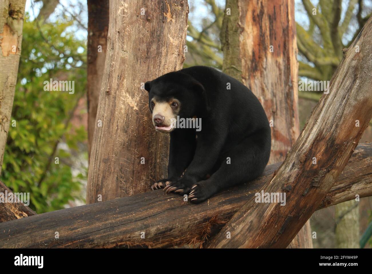 Sun Bear at Chester Zoo, Cheshire, UK Stock Photo - Alamy