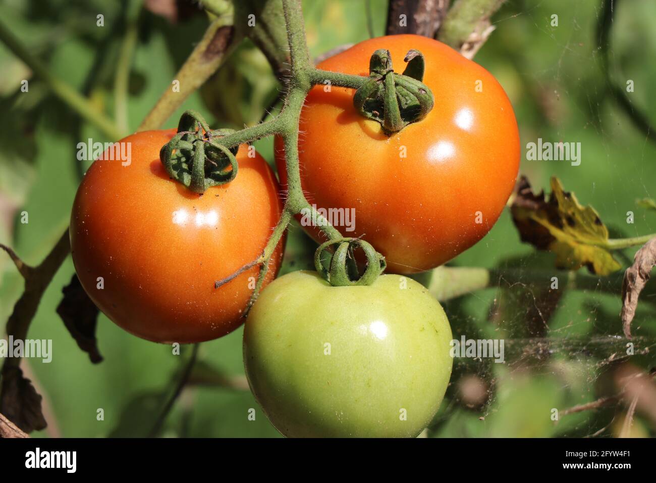 Red Cherry Tomatoes ripen on plant in a open garden on sunny day. This is nutritious food rich in vitamins and folate that are good for human health Stock Photo