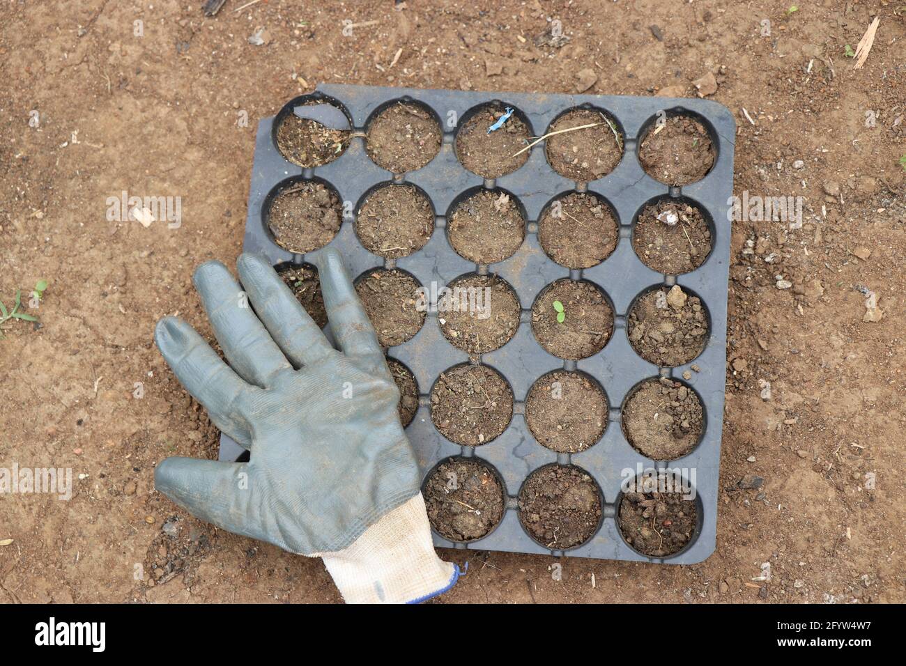 Germination tray or cultivation tray with filled soil and removed hand