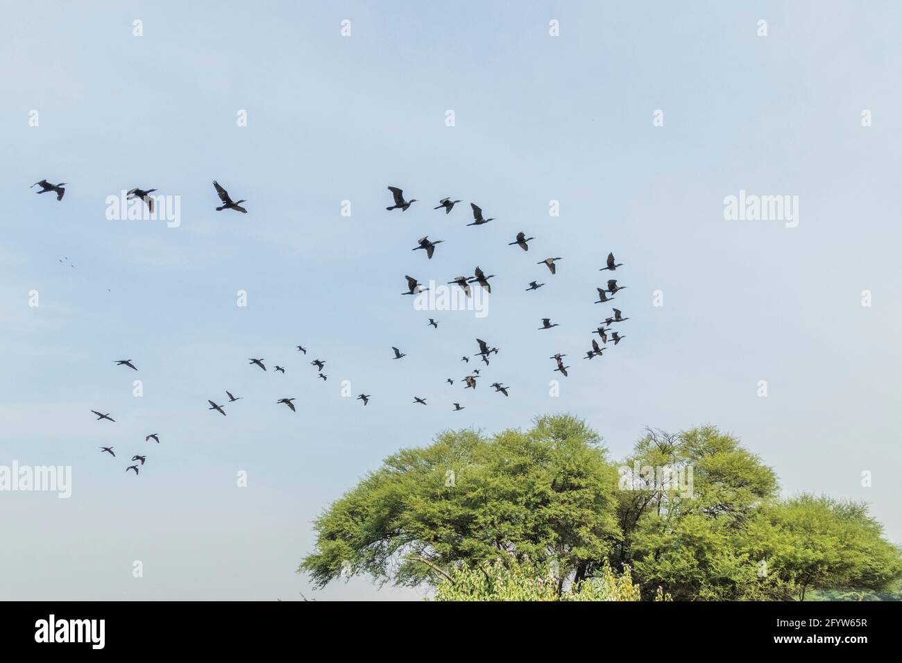 Flock of Flamingos at Thol lake Stock Photo