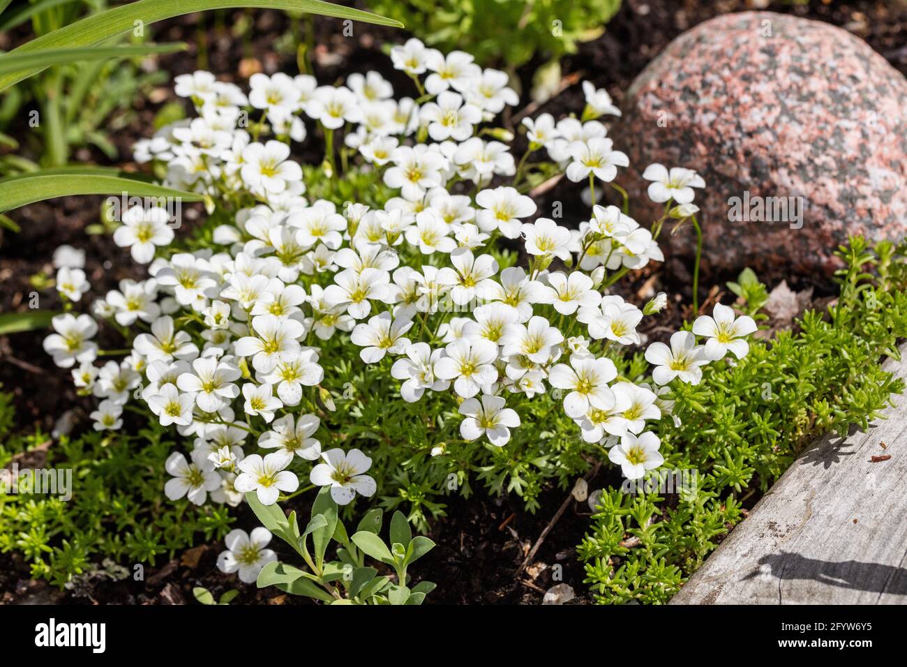 Arend’s saxifrage, Rosenbräcka (Saxifraga arendsii) Stock Photo
