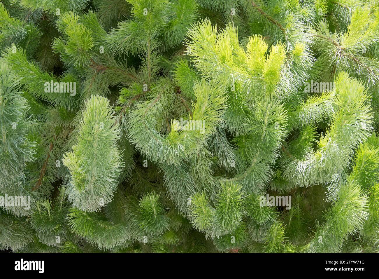 Adenanthos sericeus also commonly known as woolly bush. Stock Photo
