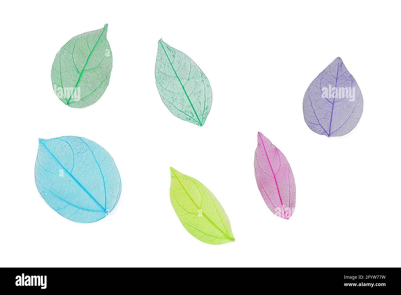 Colored transparent skeleton leaves isolated on white background. Top view, flat lay Stock Photo