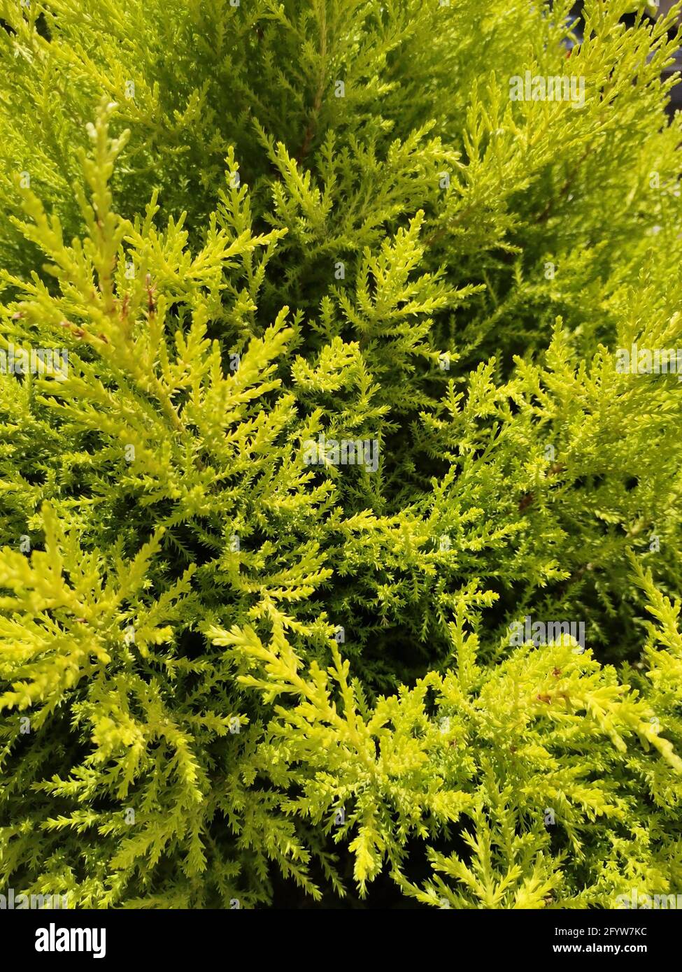 A vertical background of bright green feathery foliage of Buffalo