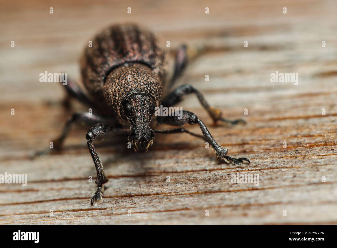 A Pine Weevil walking on a wooden board Stock Photo