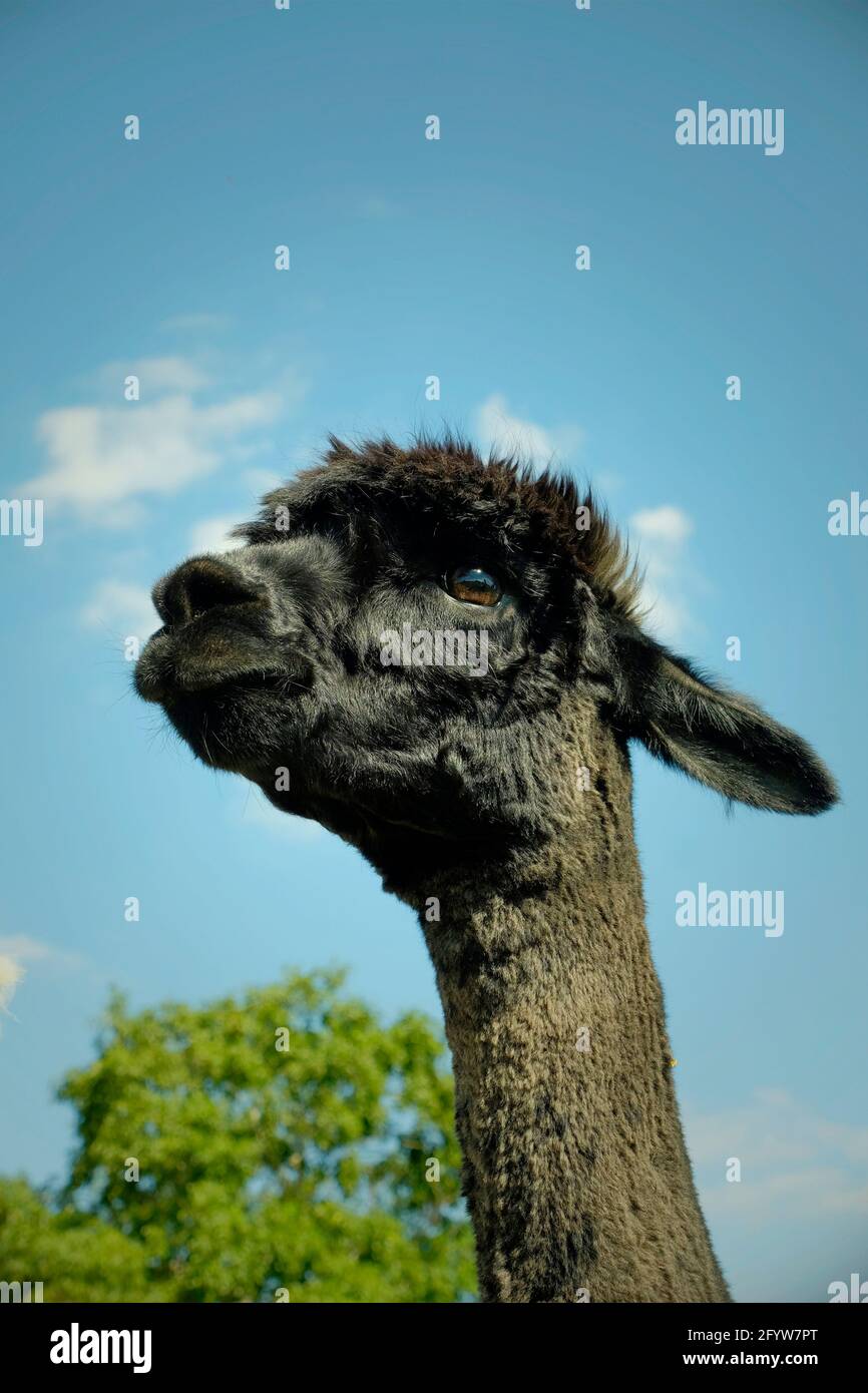 Alpaca MA003993 Stock Photo