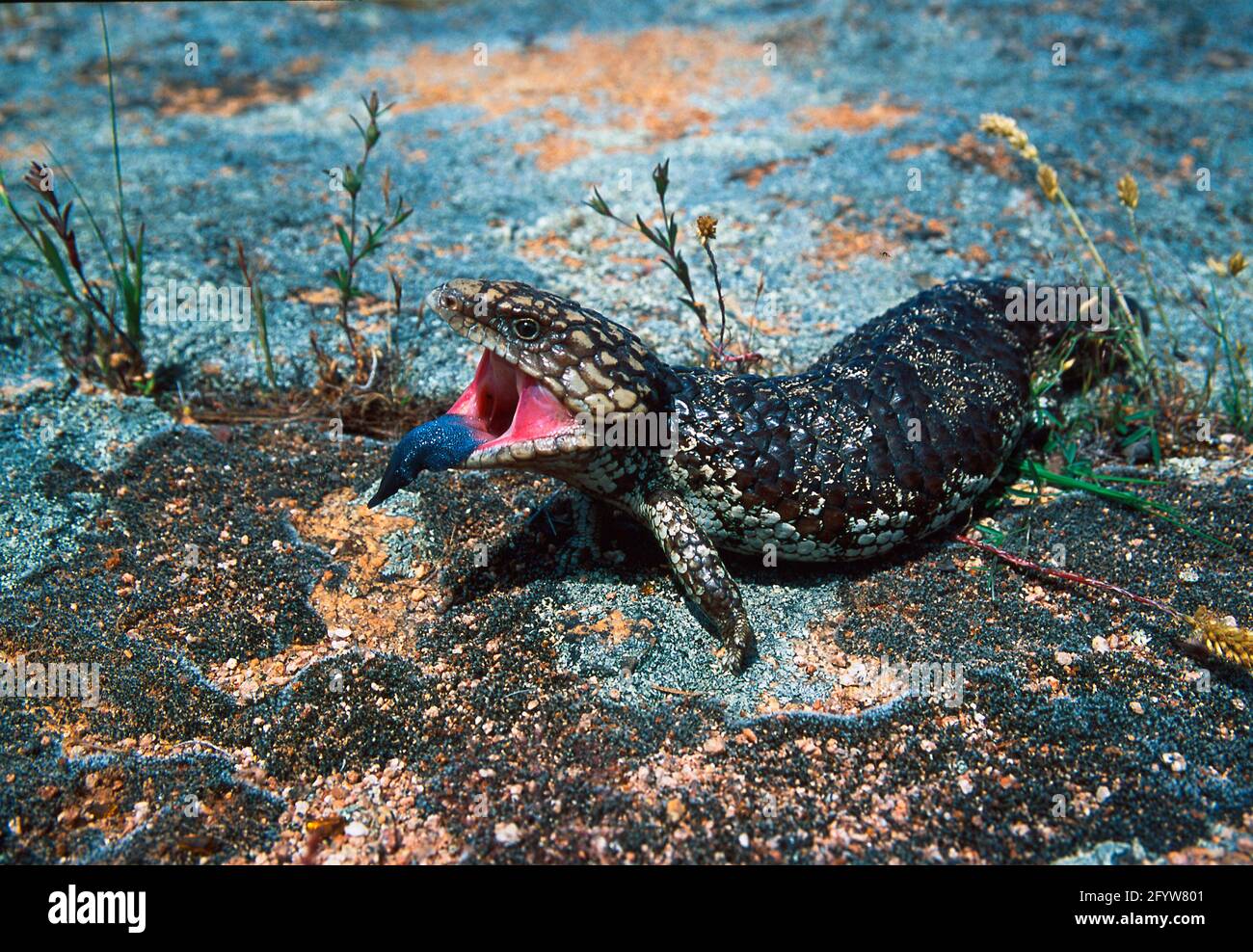 Blue Tongued Skink South Western Australia RE000039 Stock Photo