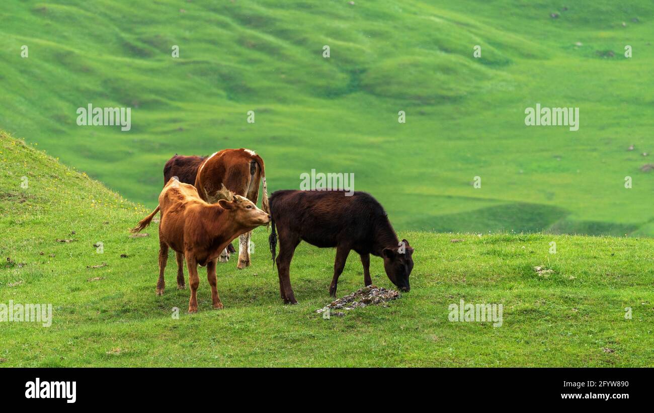 Cows graze in a high mountain green meadow Stock Photo - Alamy