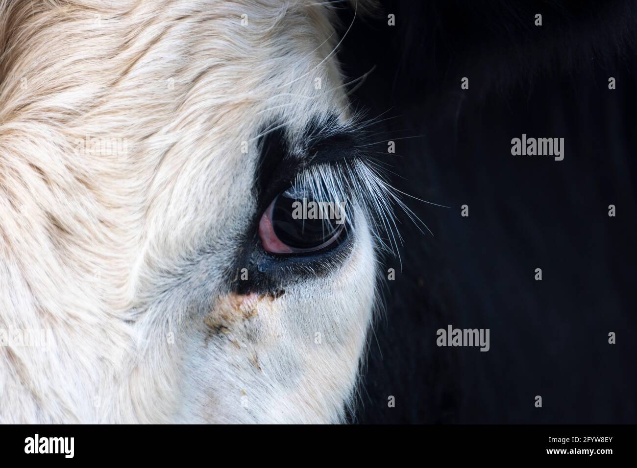 Close up of a cows eye, Pukekoe, Auckland, North Island, New Zealand Stock Photo