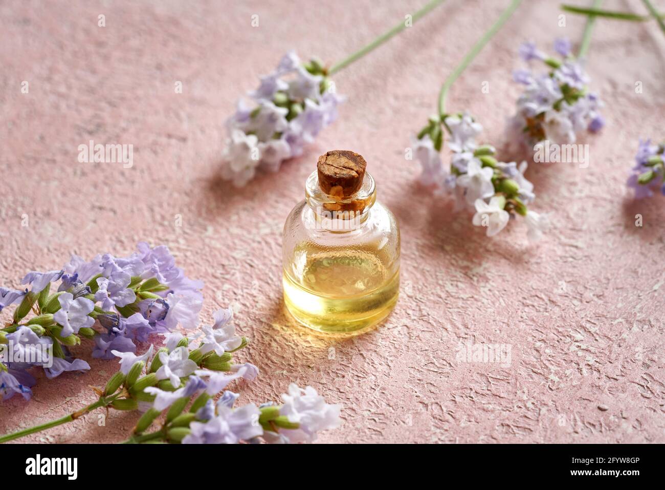 A bottle of essential oil with fresh blooming lavender twigs Stock ...