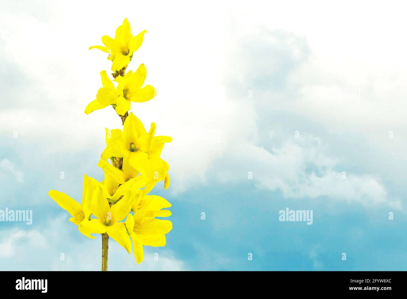 Yellow forsythia spring flower branch blooming on blue sky white clouds background Stock Photo
