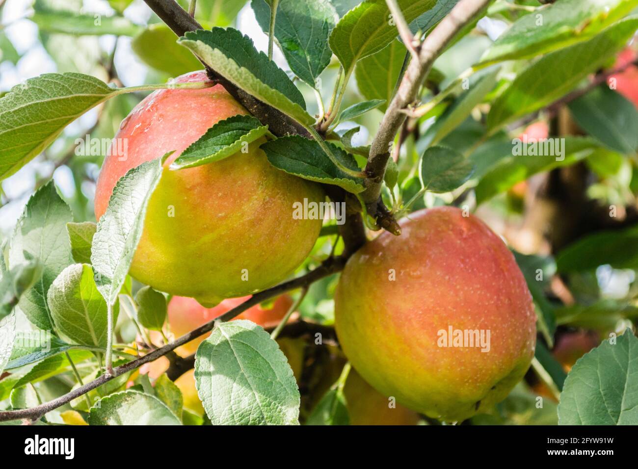 Juicy ripe apple fruit on a tree. Stock Photo