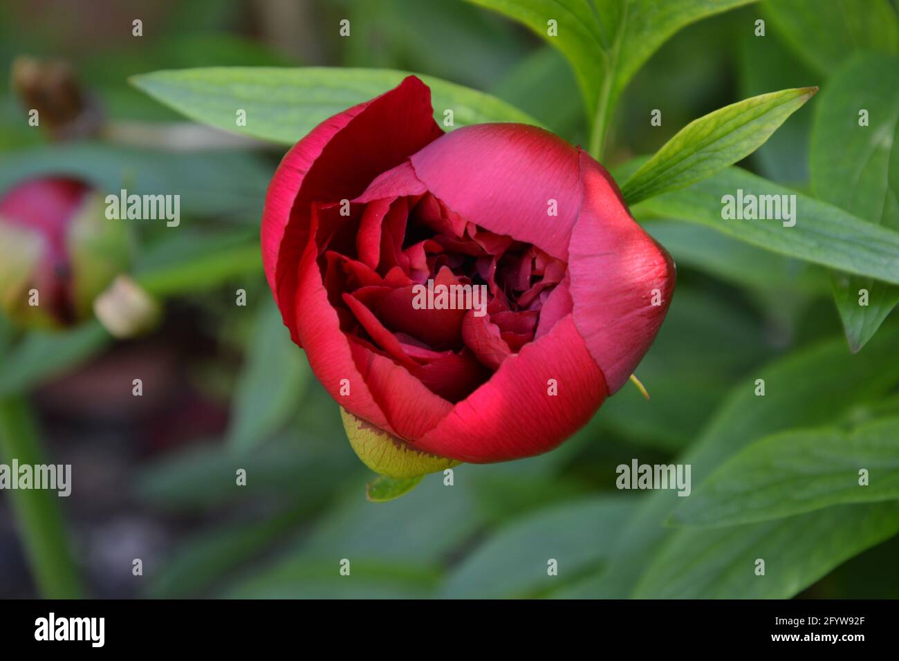 Paeonia Officinalis Rubra Plena, Old Garden Rose,  UK, Purely Beautiful and Peaceful Floral Space Stock Photo