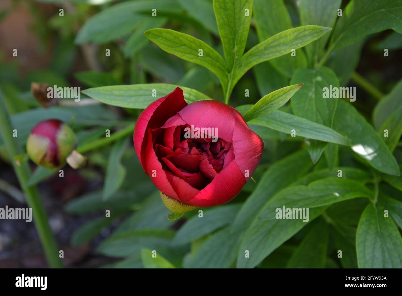 Old Garden Rose,  Cambridge UK, Purely Beautiful and Peaceful Floral Space Stock Photo