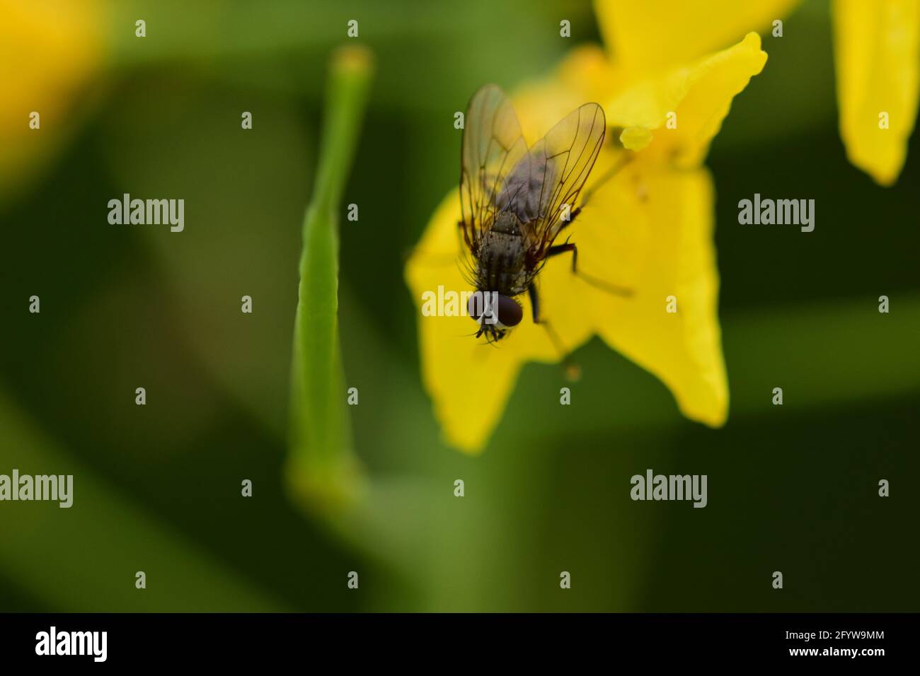 Black fly on a yellow rapeseed flower against a green background as a close up Stock Photo