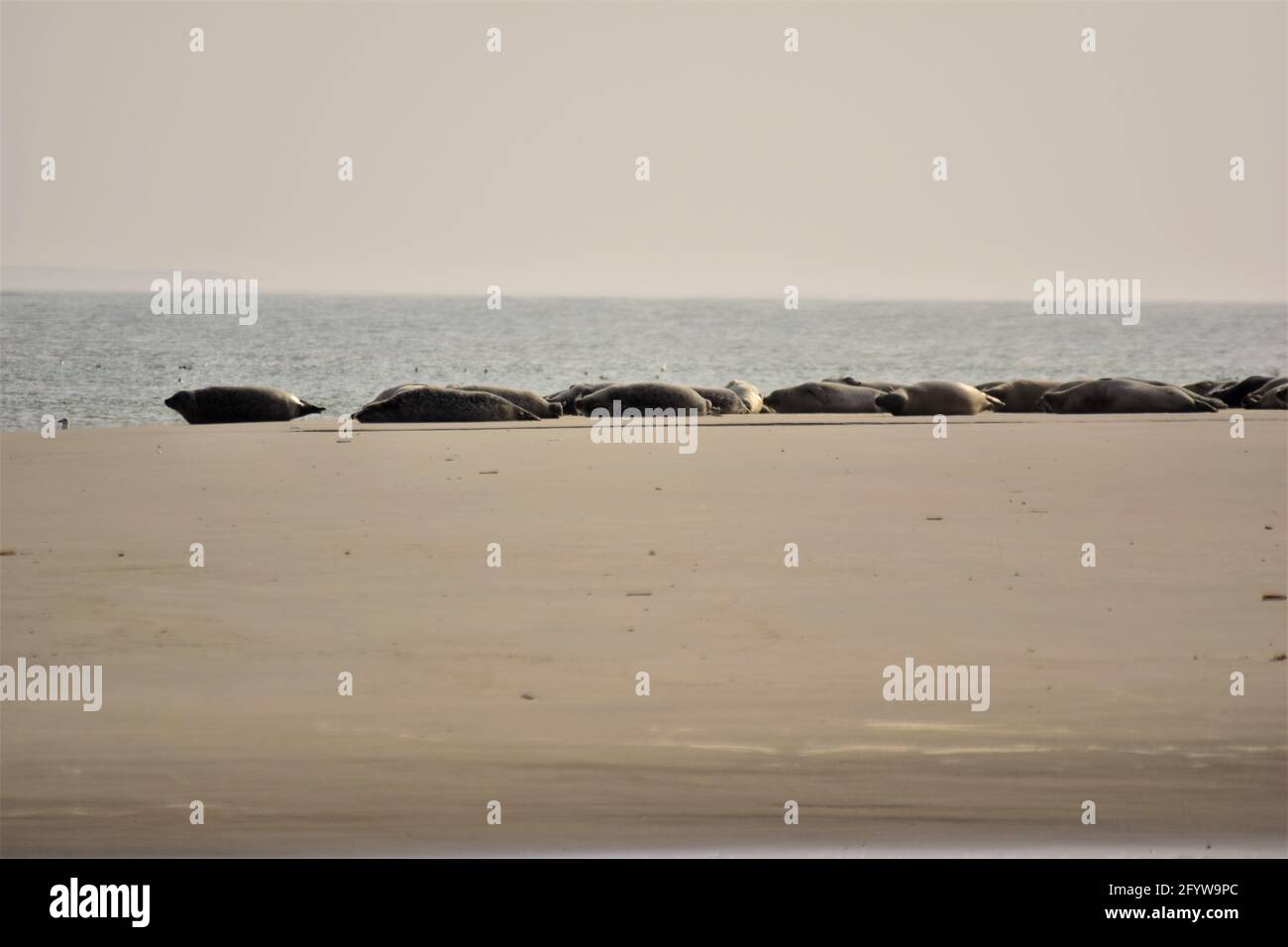 Seals on a sand bank on a hazy day Stock Photo