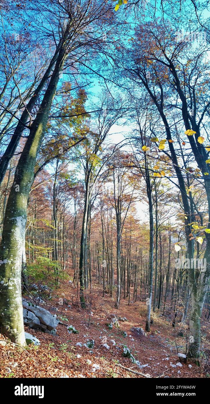 a vertical shot of a tall trees in a forest with red ground Stock Photo ...