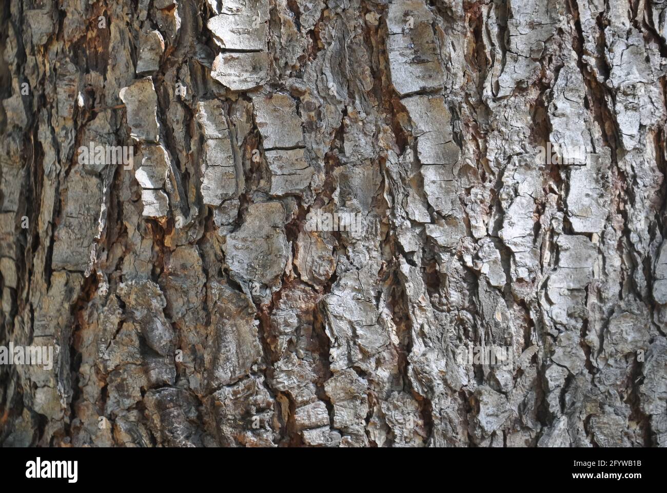 Closeup shot of texture of pinus wallichiana tree, Pine tree bark - Stock Photo Stock Photo