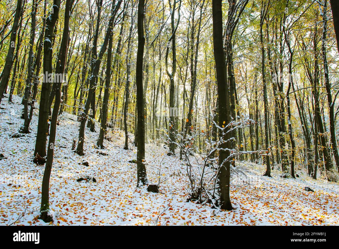 The first snow in the forest hi-res stock photography and images - Alamy