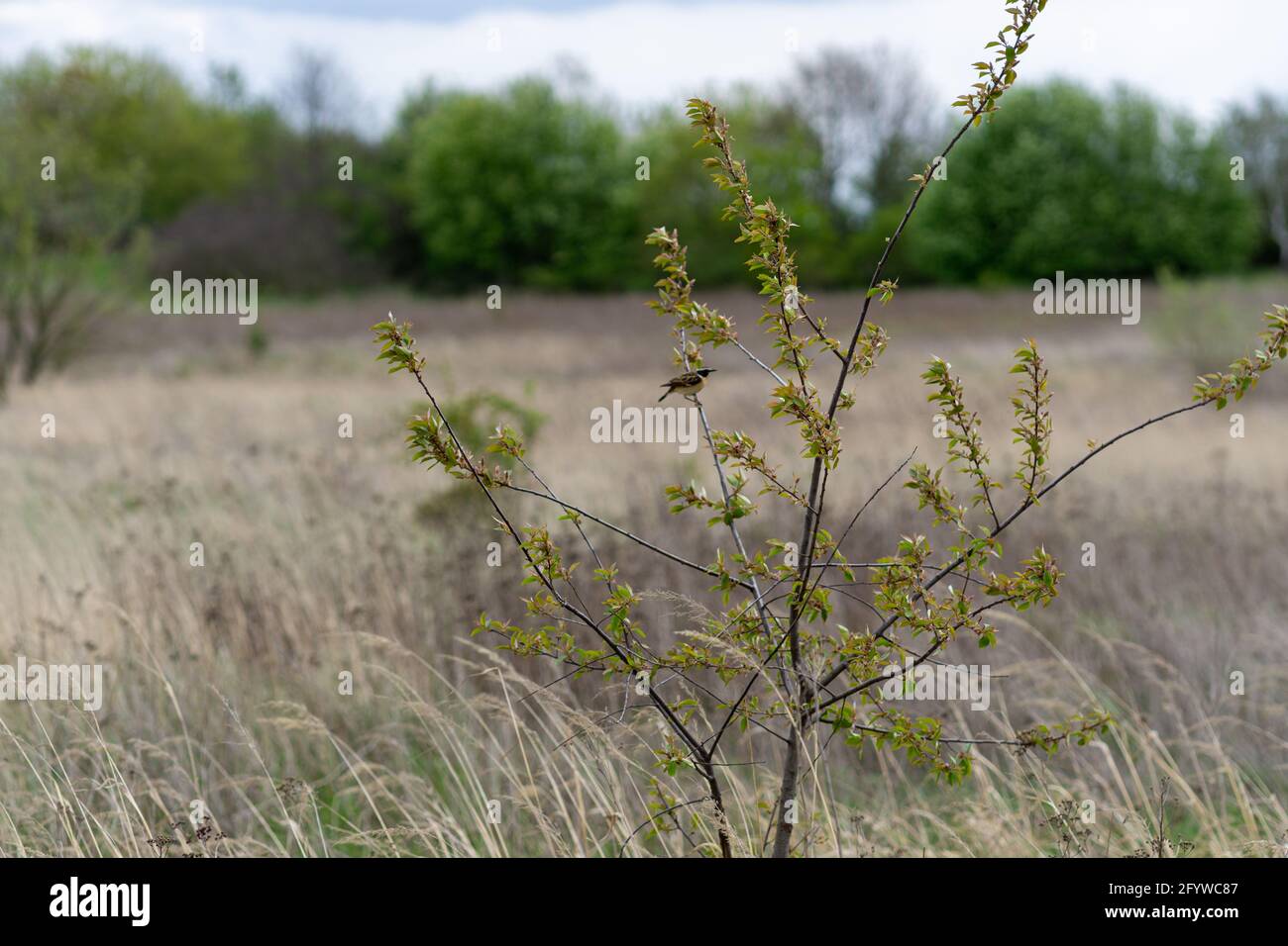 The trees in a field under the cloudy sky Stock Photo - Alamy