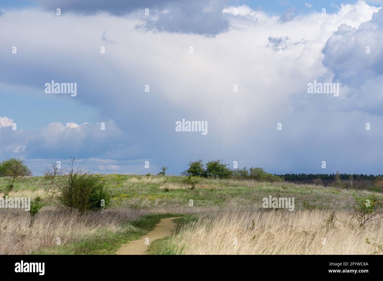 The trees in a field under the cloudy sky Stock Photo - Alamy