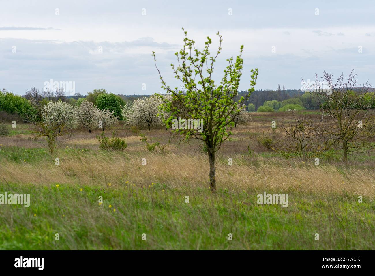 The trees in a field under the cloudy sky Stock Photo - Alamy