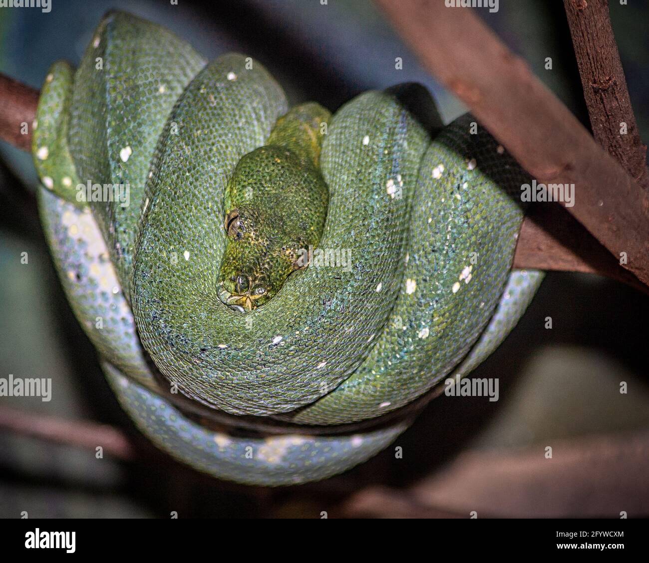 he Green Python (Morelia viridis) is a species of snake in the ...