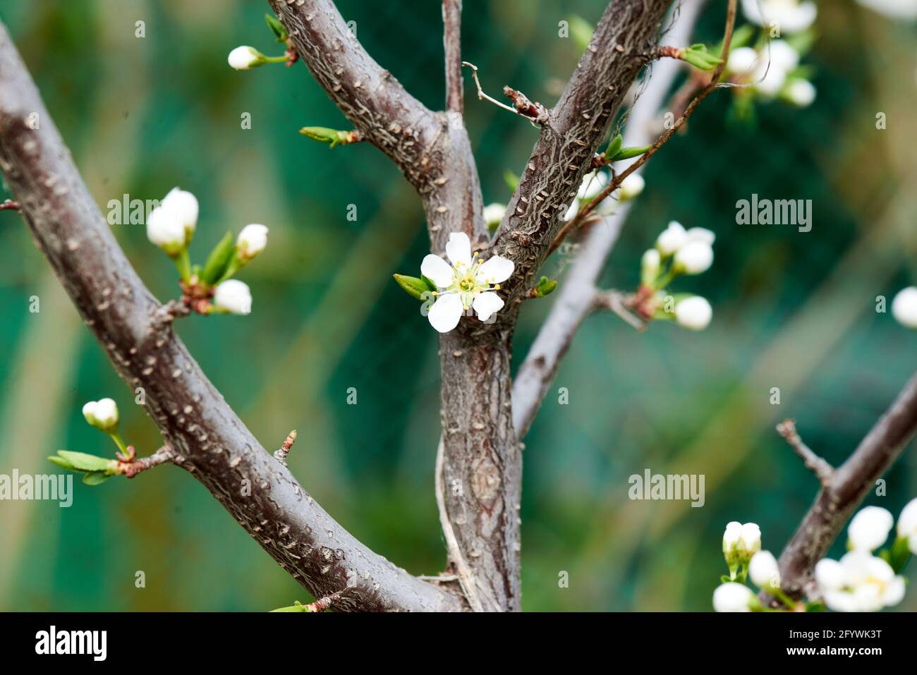 white flowers on a brown tree branch Stock Photo Alamy