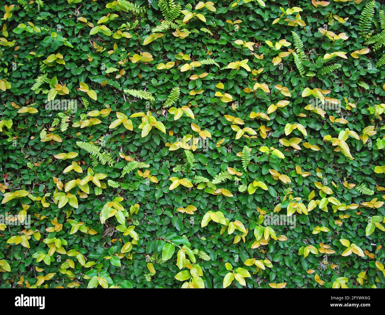 Creeping fig or climbing fig (Ficus pumila Stock Photo Alamy