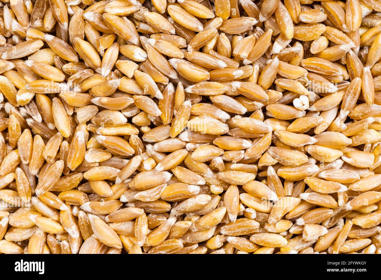 food background - uncooked Emmer farro hulled wheat grains Stock Photo