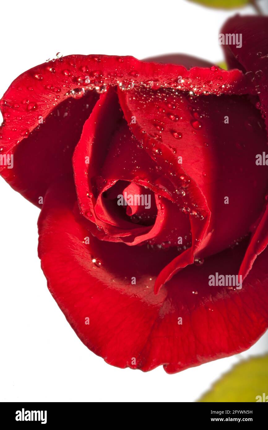 Beautiful red rose on the white background, closeup Stock Photo - Alamy