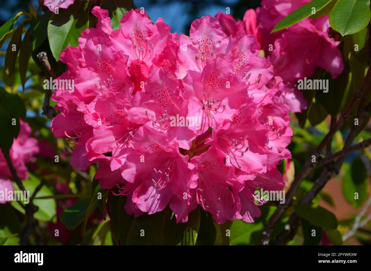 Pink Rhododendrum pink rhododendron, rhododendron Stock Photo - Alamy