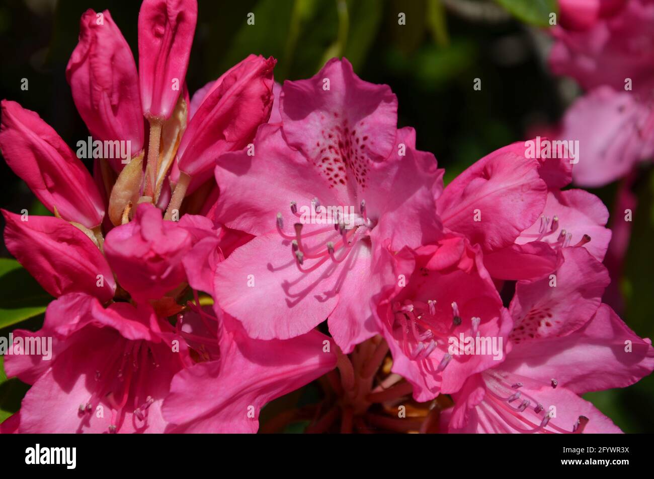 Pink Rhododendrum pink rhododendron, rhododendron Stock Photo - Alamy