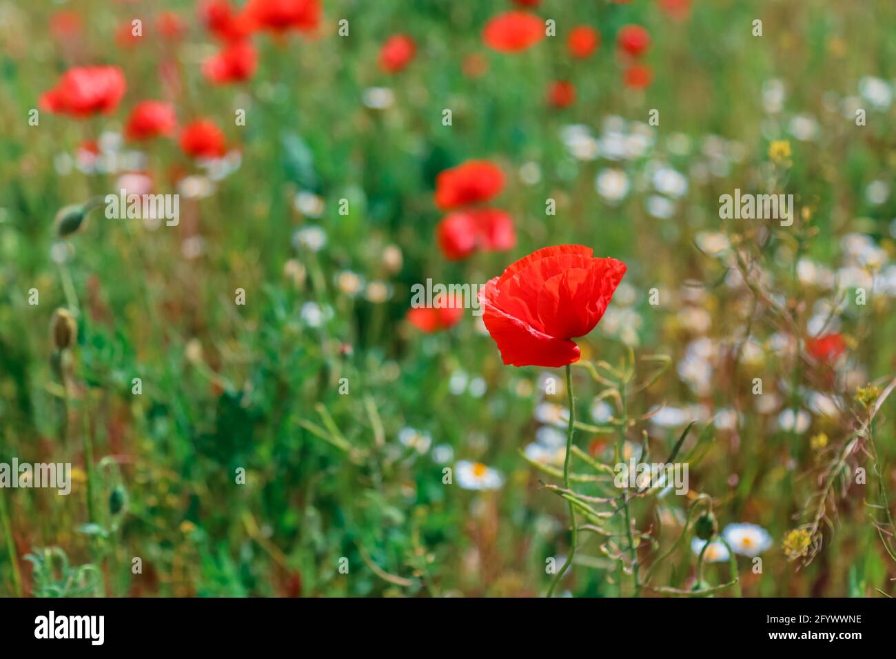 Blooming poppy in field. Beautiful field with blooming poppies as symbol of memory of war and anzac day in summer. Wildflowers poppy field landscape. Stock Photo