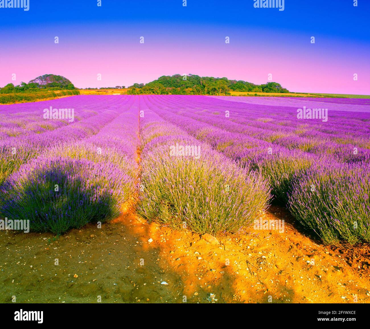Norfolk lavender sunset hires stock photography and images Alamy