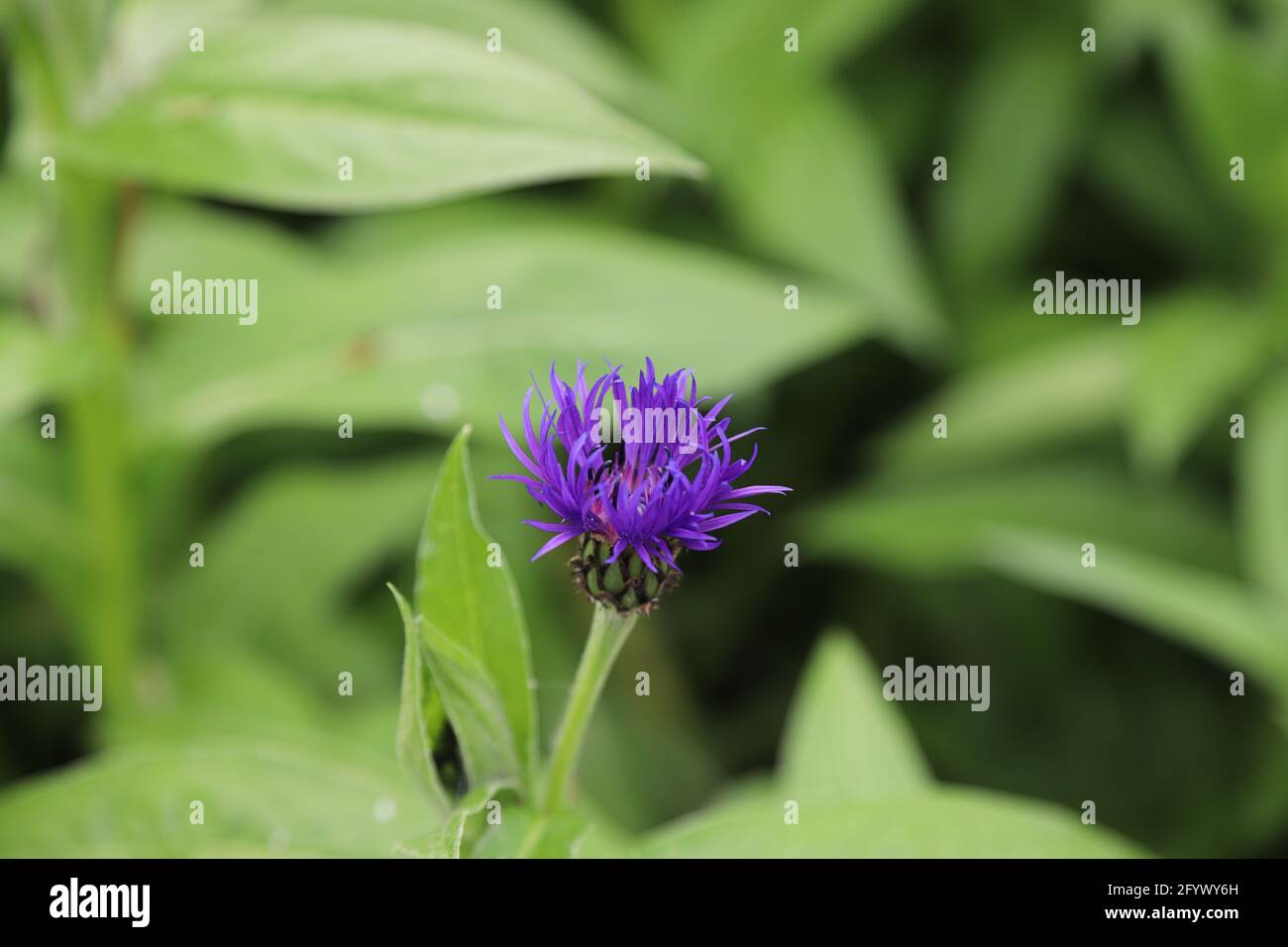flowering mountain cornflower plant Stock Photo Alamy