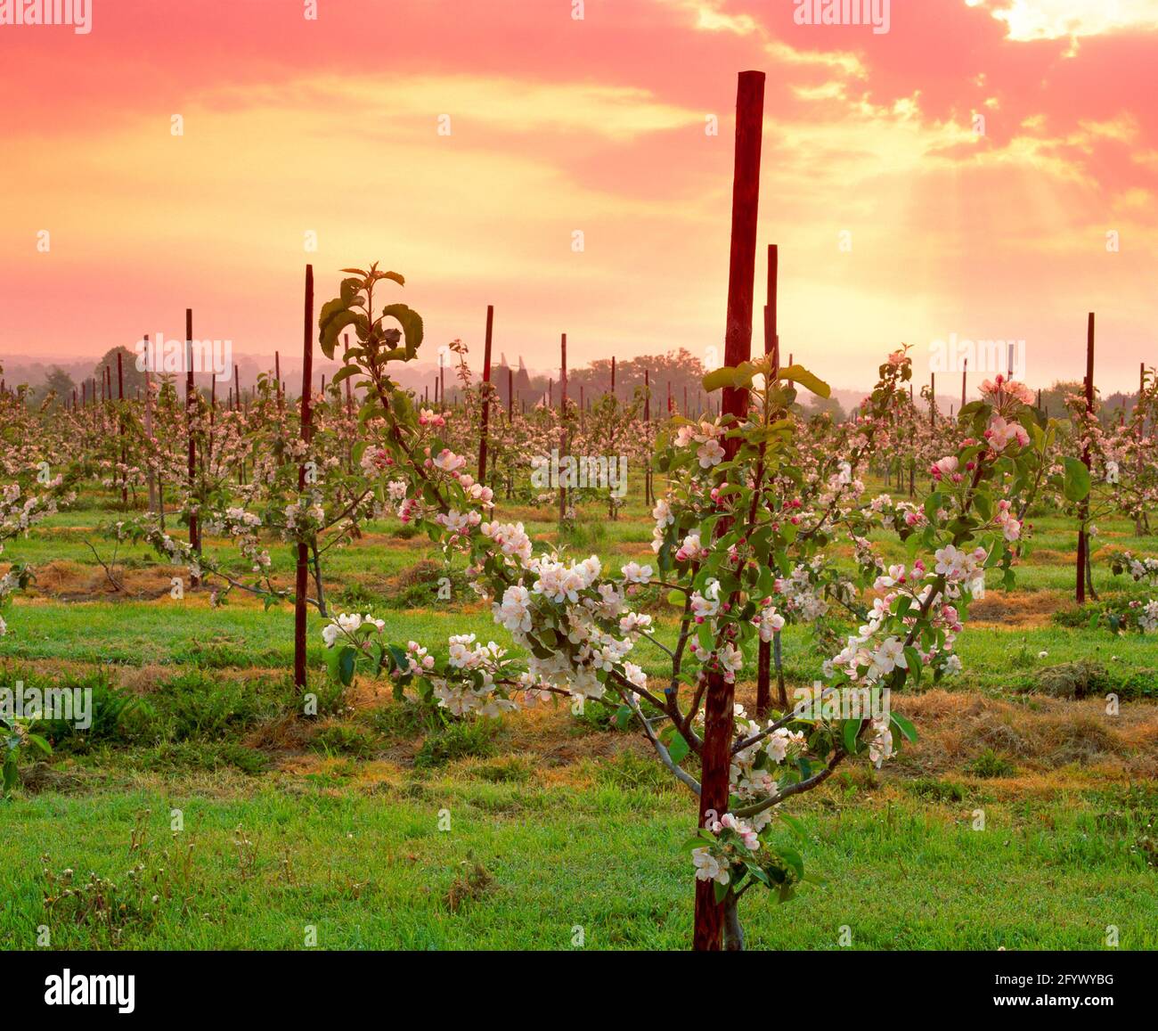 Apple tree house kent hires stock photography and images Alamy