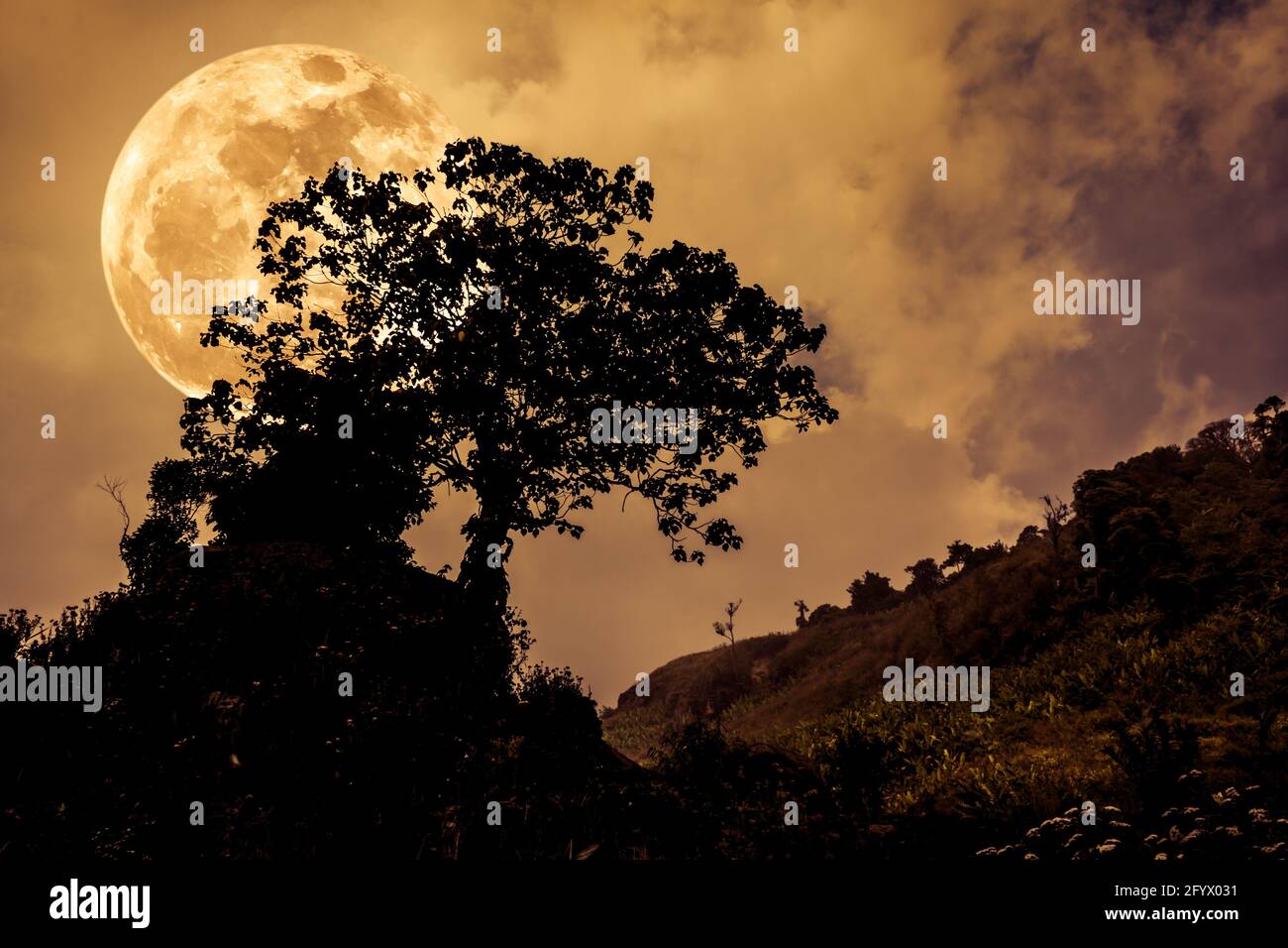 Full moon behind trees hi-res stock photography and images - Alamy