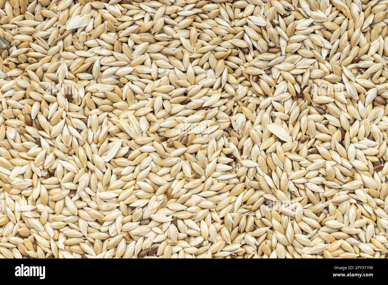 food background - scagliola canary seeds close up Stock Photo