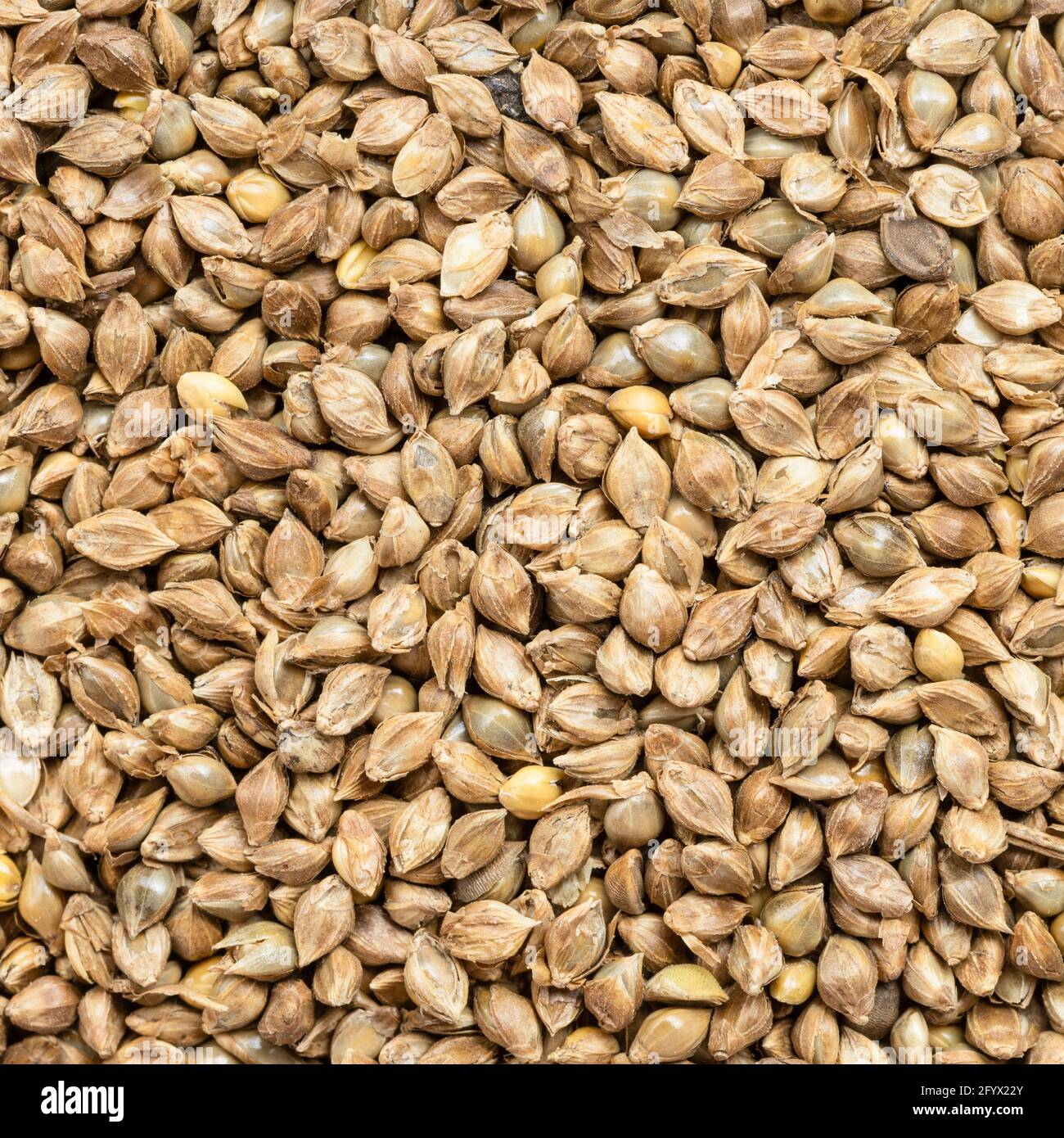 square food background - whole-grain barnyard millet seeds close up Stock Photo
